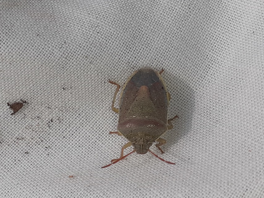 Piezodorus lituratus - bíboros címerespoloska Piezodorus lituratus - bíboros címerespoloska