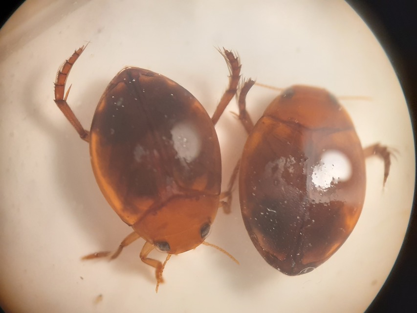 Hyphydrus ovatus - gyakori gömbcsíkbogár