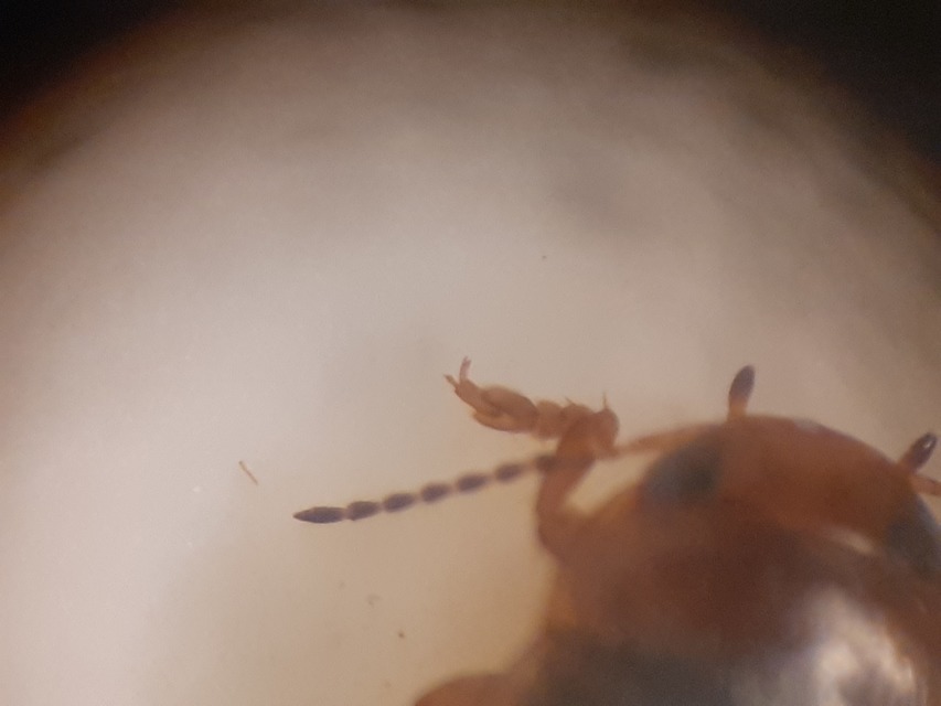Hydroporus angustatus - karcsú kiscsíkbogár