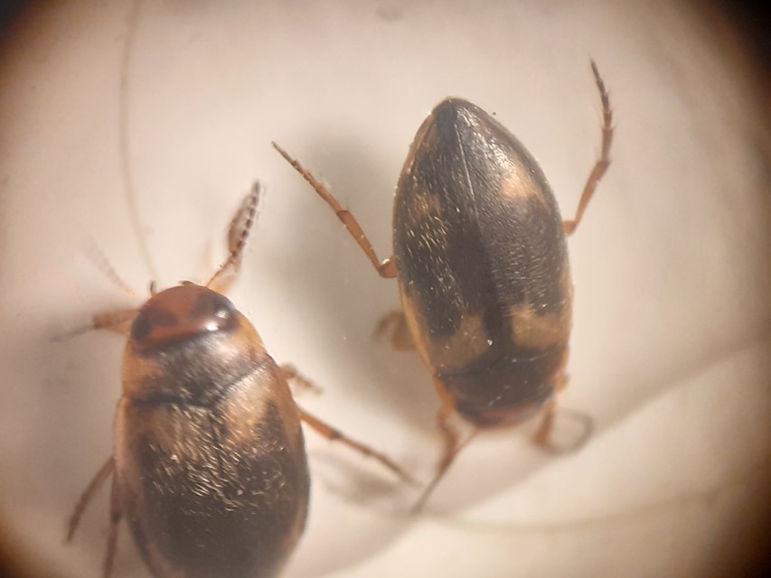 Hydroporus palustris - mocsári kiscsíkbogár