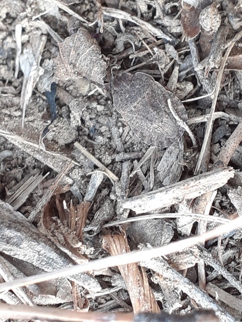 Sciocoris Sciocoris