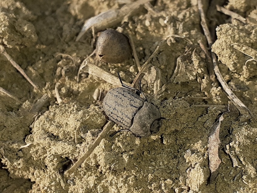 Opatrum sabulosum - sároshátú gyászbogár