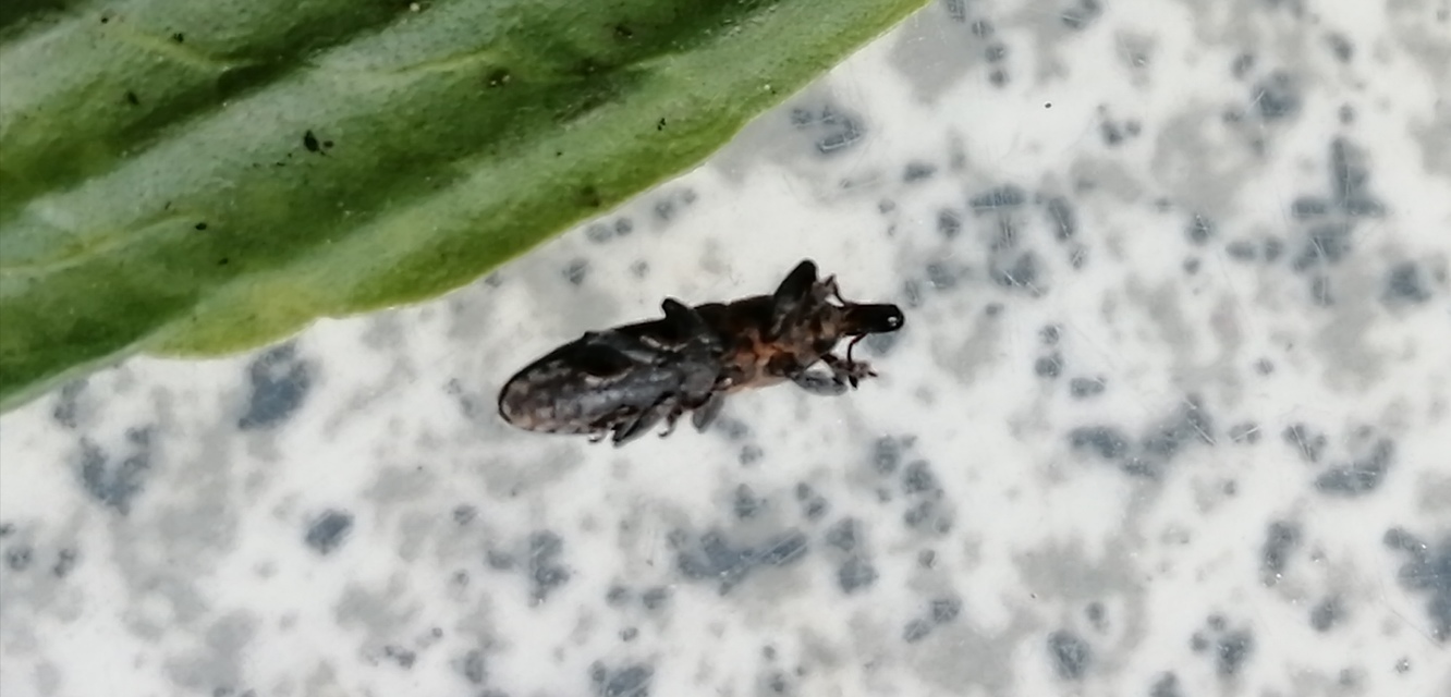 Lixus brevipes - vaskosorrú dudvabarkó