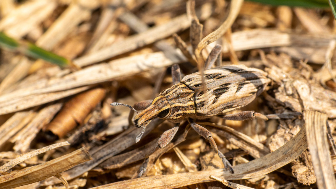 Coniocleonus nigrosuturatus - nyíljegyes barkó