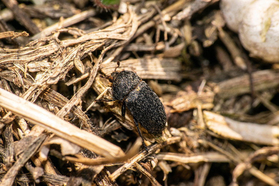Dermestes laniarius - gyászos porva