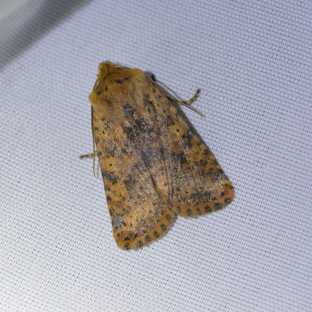 Conistra rubiginea - vörös őszibagoly