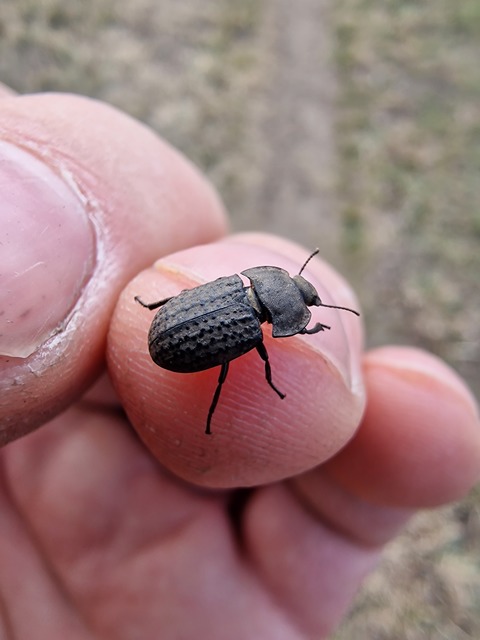 Opatrum sabulosum - sároshátú gyászbogár
