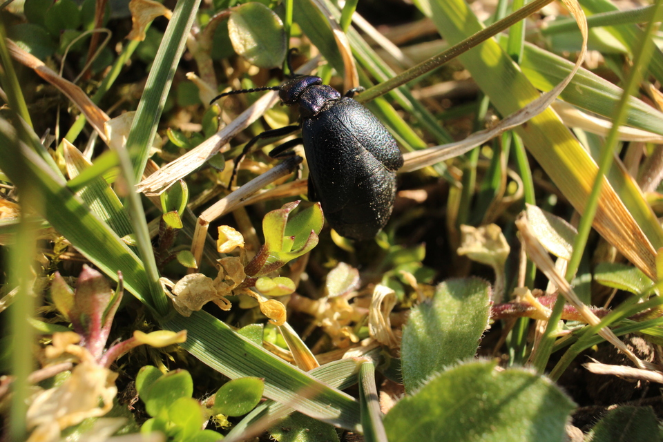 Meloe decorus - csinos nünüke