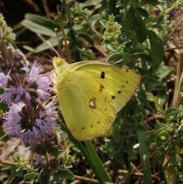 Colias erate - csángó-kéneslepke