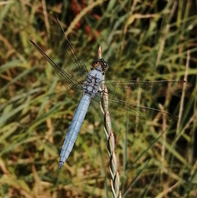 Orthetrum brunneum - pataki pásztorszitakötő