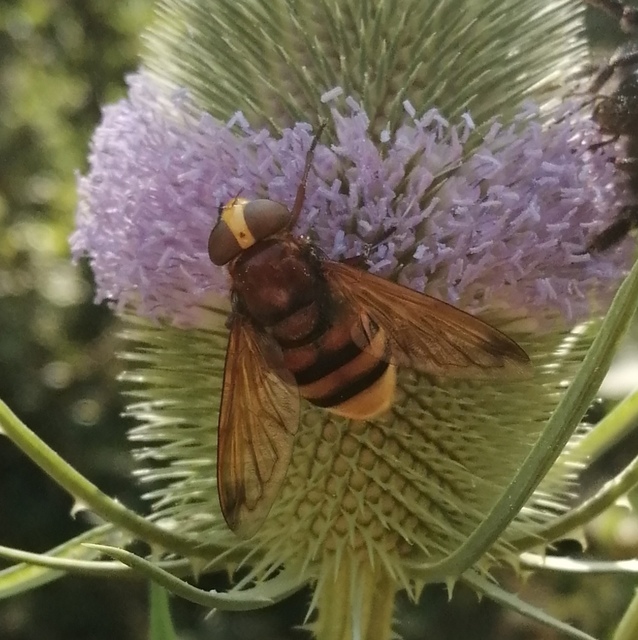Volucella zonaria - kétöves pihelégy