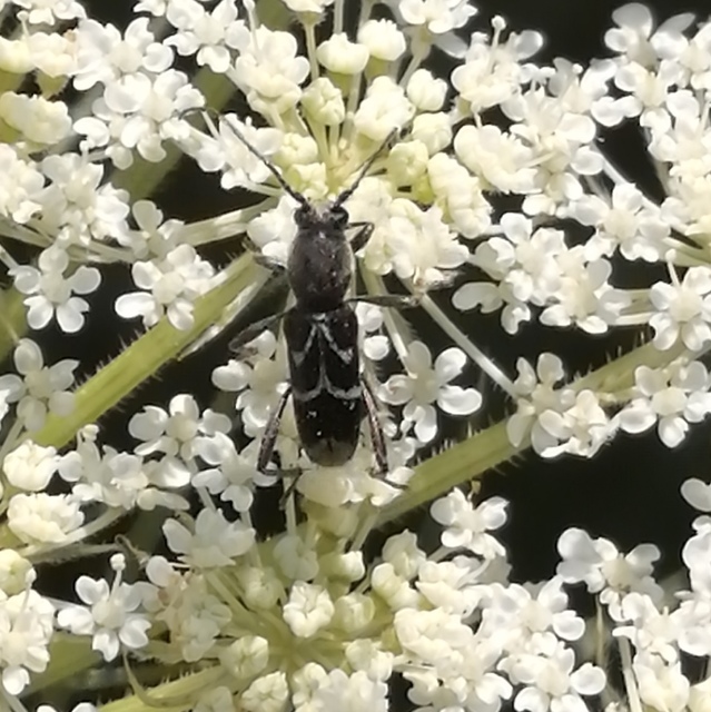 Chlorophorus sartor - feketevállú darázscincér
