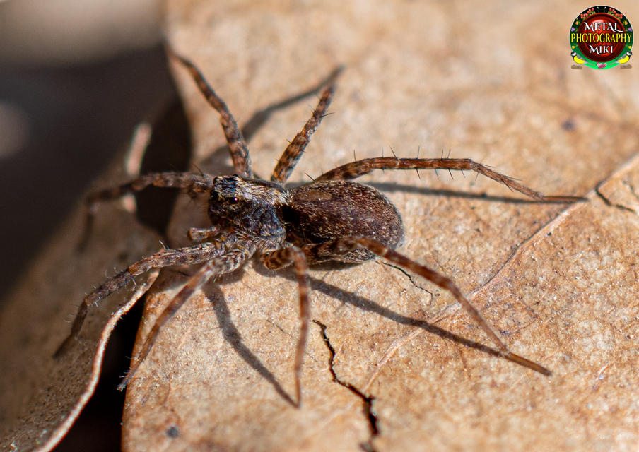 Pardosa