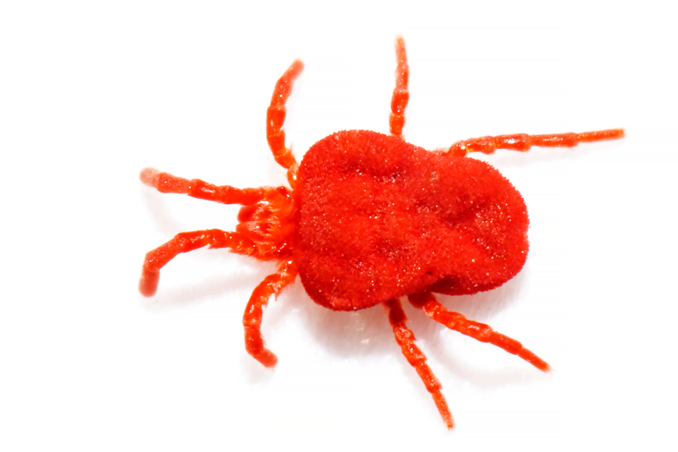 Trombidium