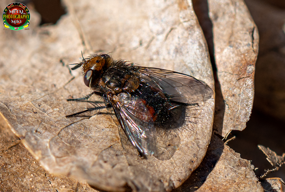 Gonia divisa