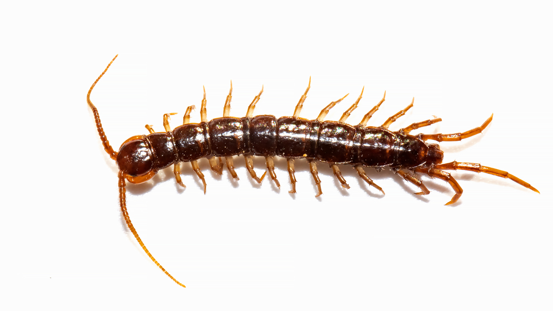 Lithobius