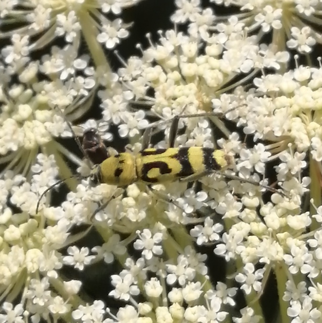 Chlorophorus varius - díszes darázscincér