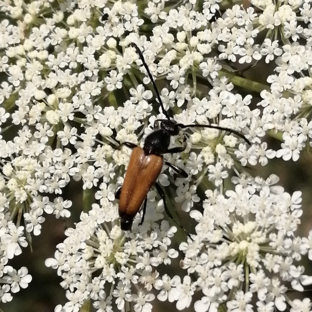 Stictoleptura fulva - vörhenyes virágcincér