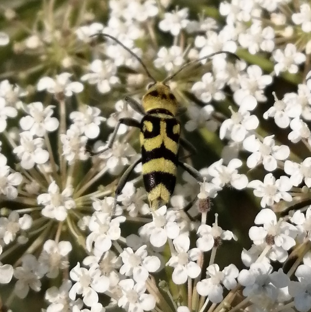 Chlorophorus varius - díszes darázscincér