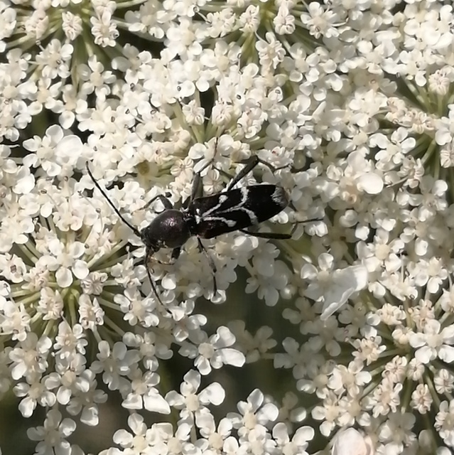 Chlorophorus sartor - feketevállú darázscincér