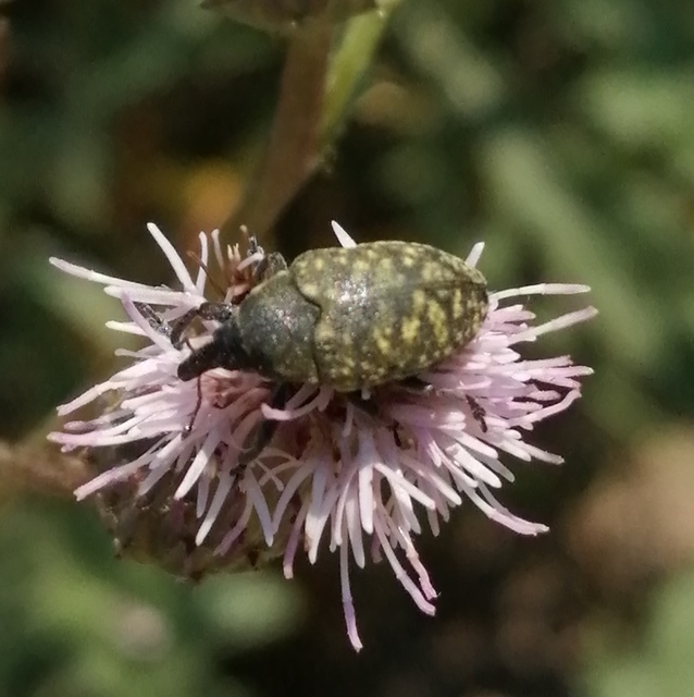 Larinus turbinatus - kúposorrú púderbarkó