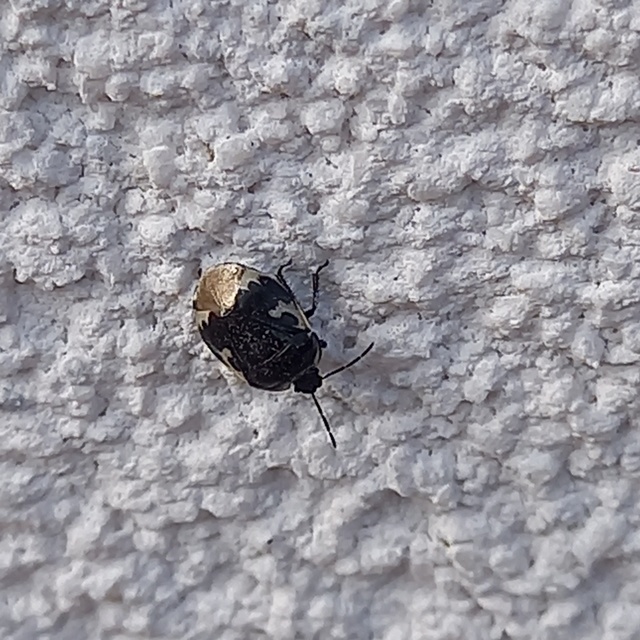Tritomegas bicolor - foltos földipoloska