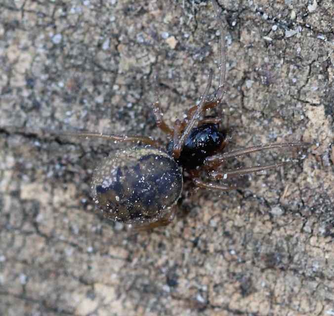 Pachygnatha degeeri