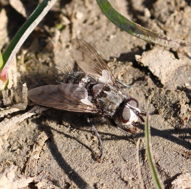 Ernestia puparum