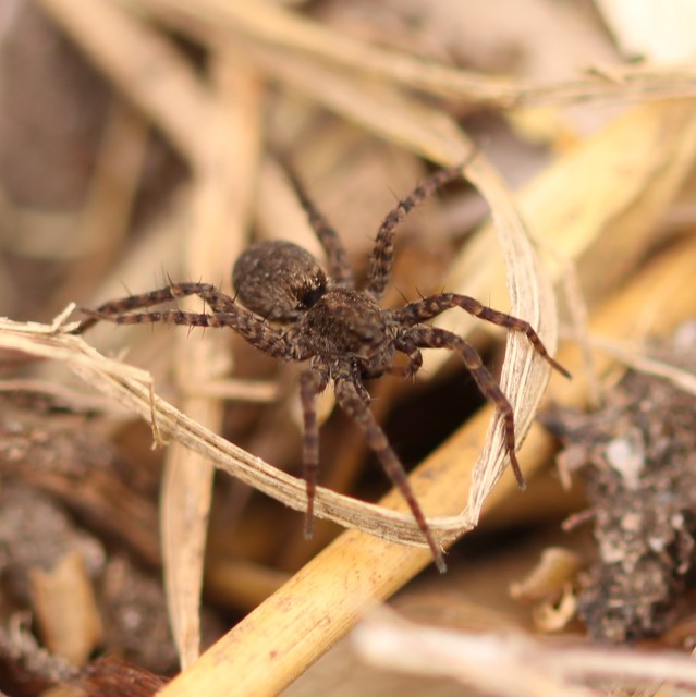 Pardosa