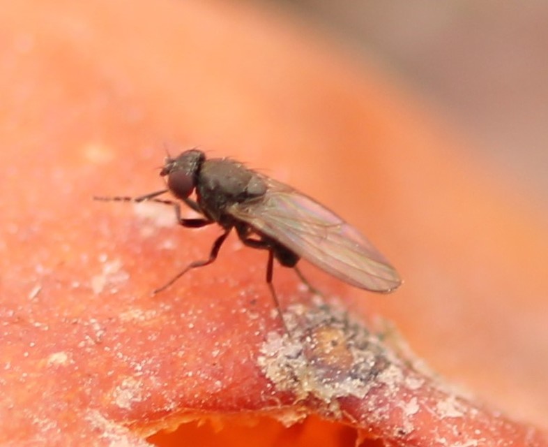Drosophilidae - muslicafélék