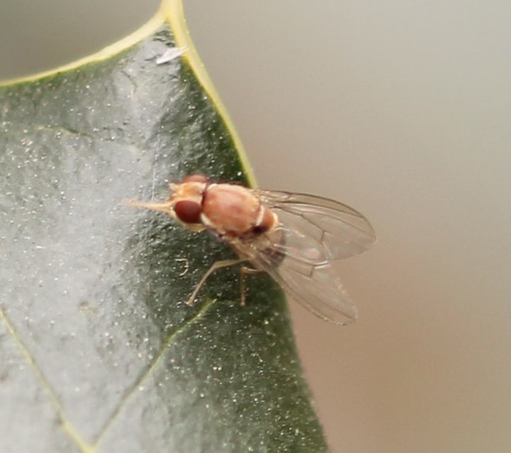 Drosophilidae - muslicafélék