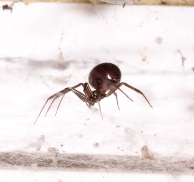 Steatoda grossa - nagy faggyúpók