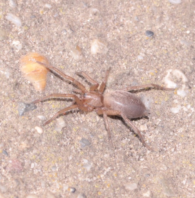 Drassodes/Drassodex
