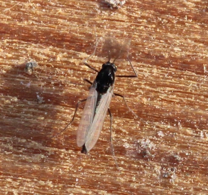 Diamesinae