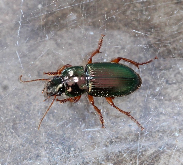 Harpalus affinis - szőrösszárnyú lomhafutó