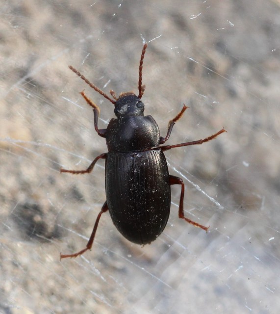 Nalassus dermestoides - rövidszárnyú gyászbogár