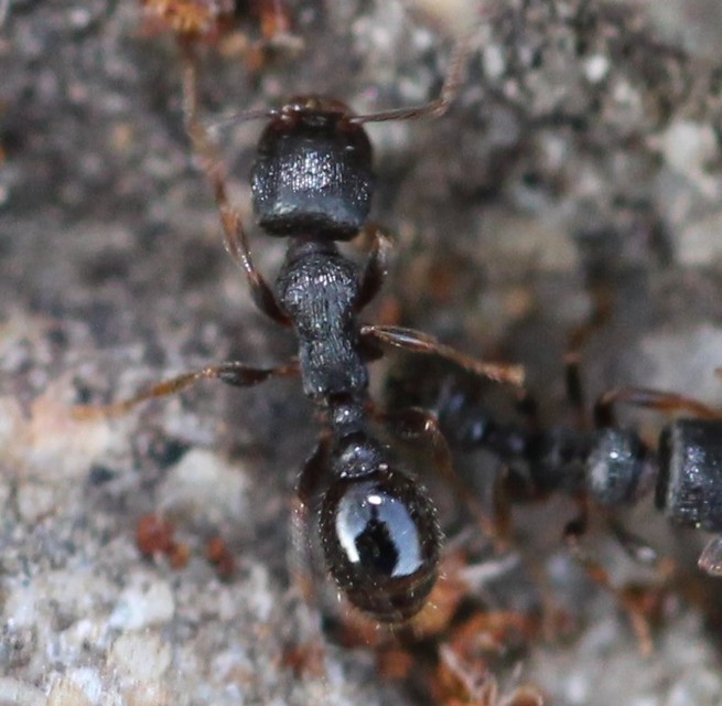 Tetramorium
