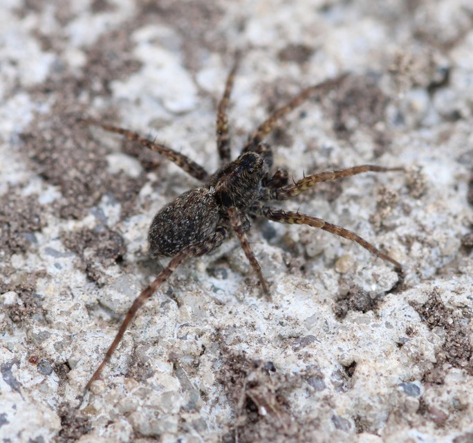 Pardosa