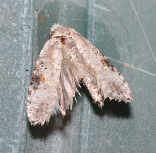 Agonopterix alstromeriana - bürök-laposmoly