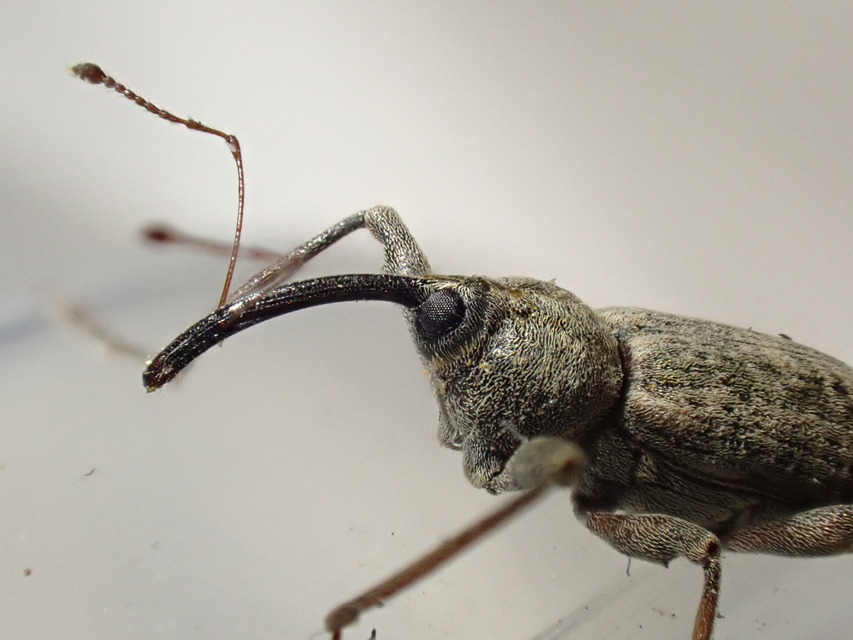 Dorytomus longimanus - kétalakú hangormányos