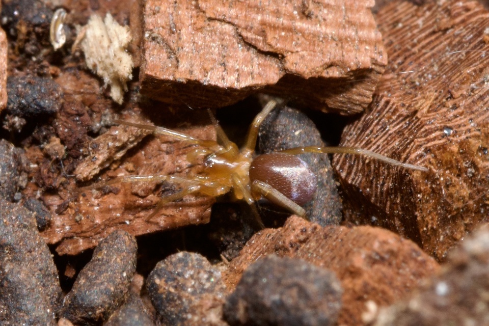 Zodarion