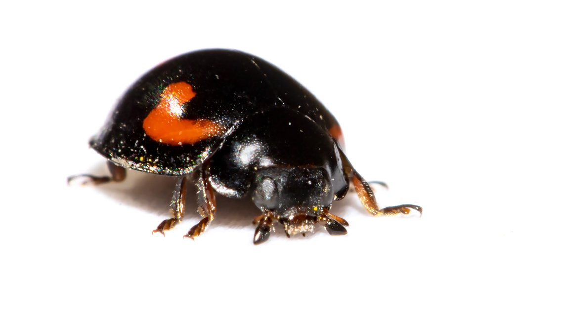 Exochomus quadripustulatus - négyfoltos szerecsenkata