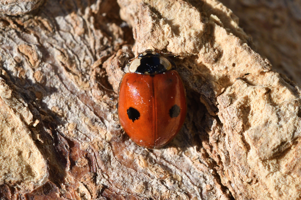 Adalia bipunctata - kétpettyes katica