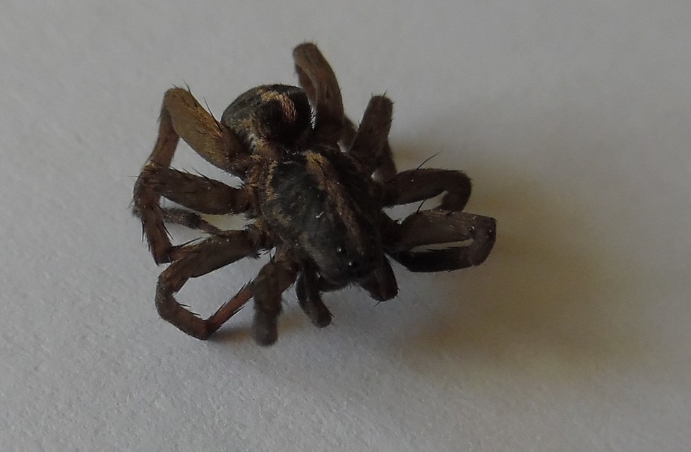 Trochosa