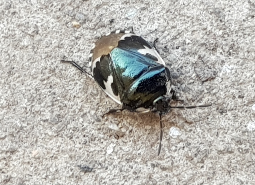Tritomegas bicolor - foltos földipoloska