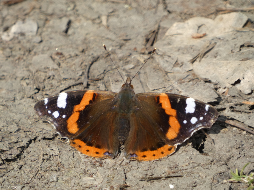 Vanessa atalanta - atalantalepke