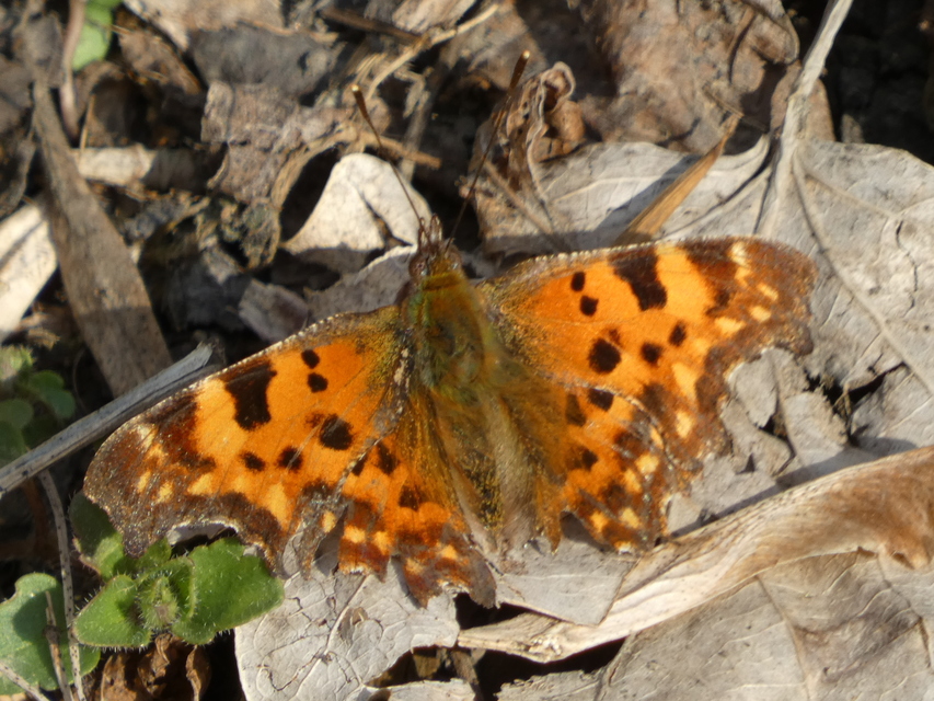 Nymphalis c-album - C-betűs lepke