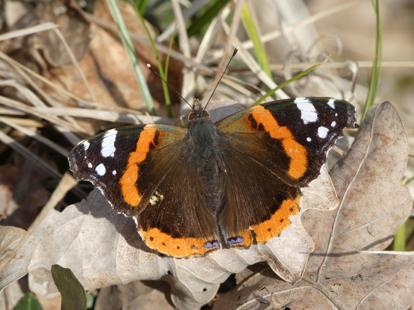 Vanessa atalanta - atalantalepke