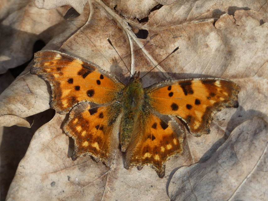 Nymphalis c-album - C-betűs lepke
