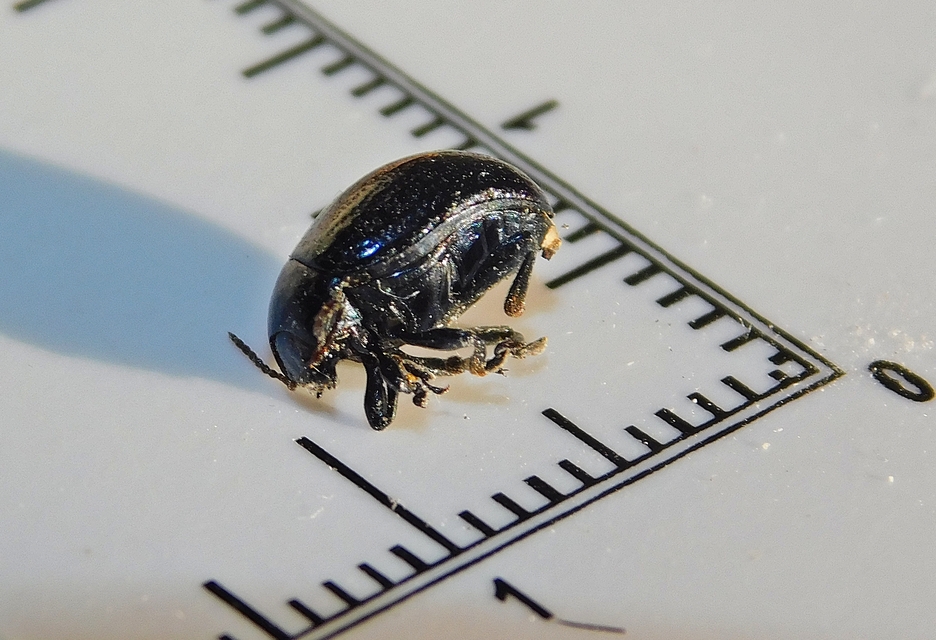 Chrysolina haemoptera - mezei levélbogár